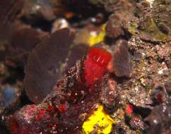 Image of Grey sea squirts