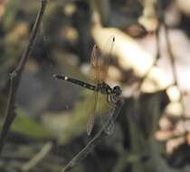 Tetrathemis irregularis cladophila resmi