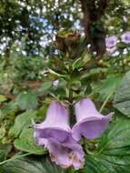 Image of gloxinia