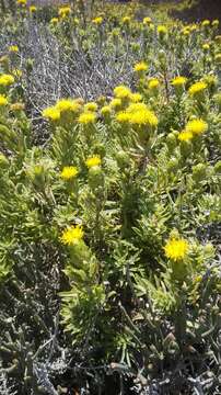 Image of Pteronia onobromoides DC.