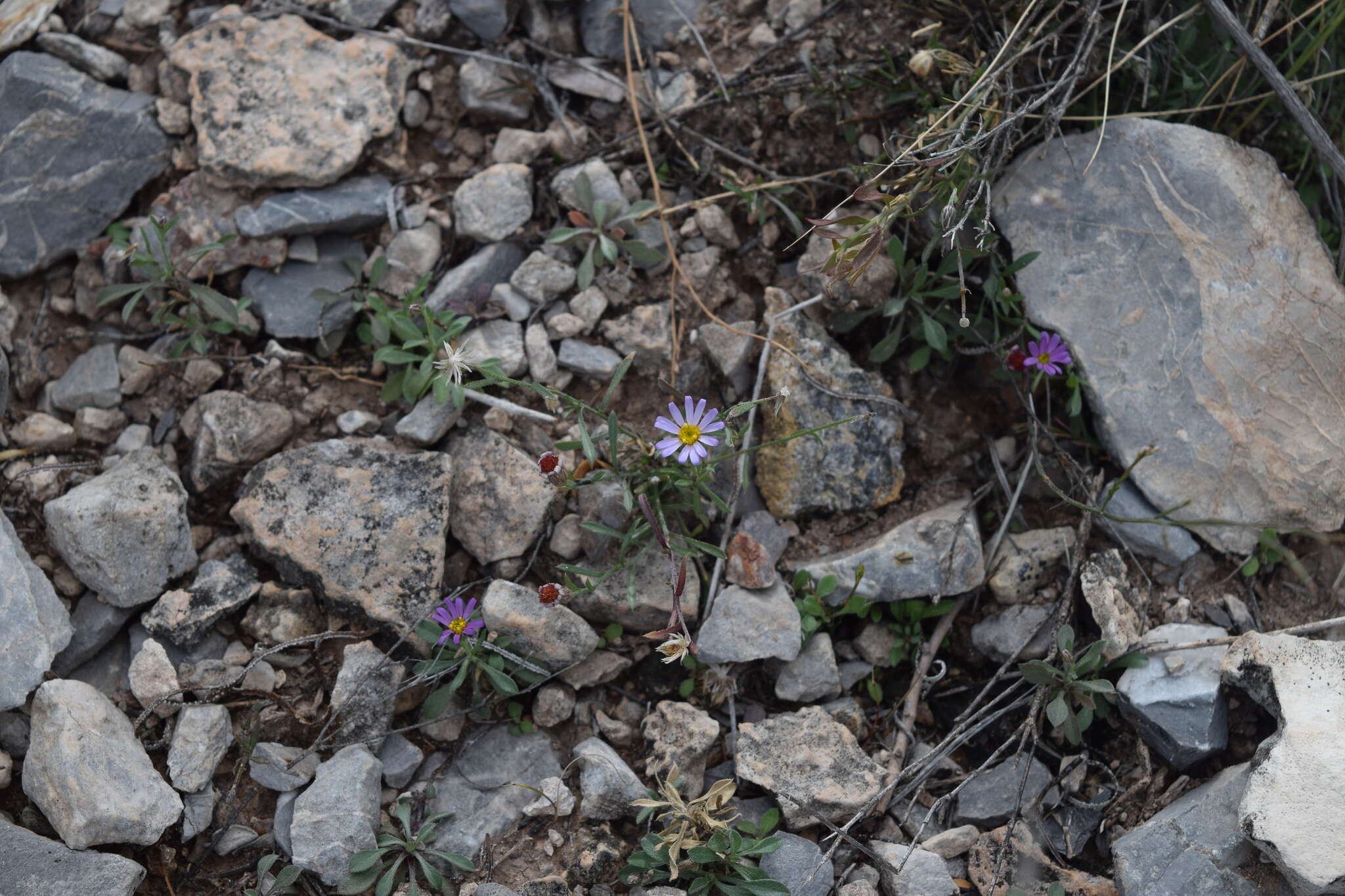 Image of manyflower leastdaisy