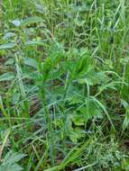 Sivun Achillea impatiens L. kuva