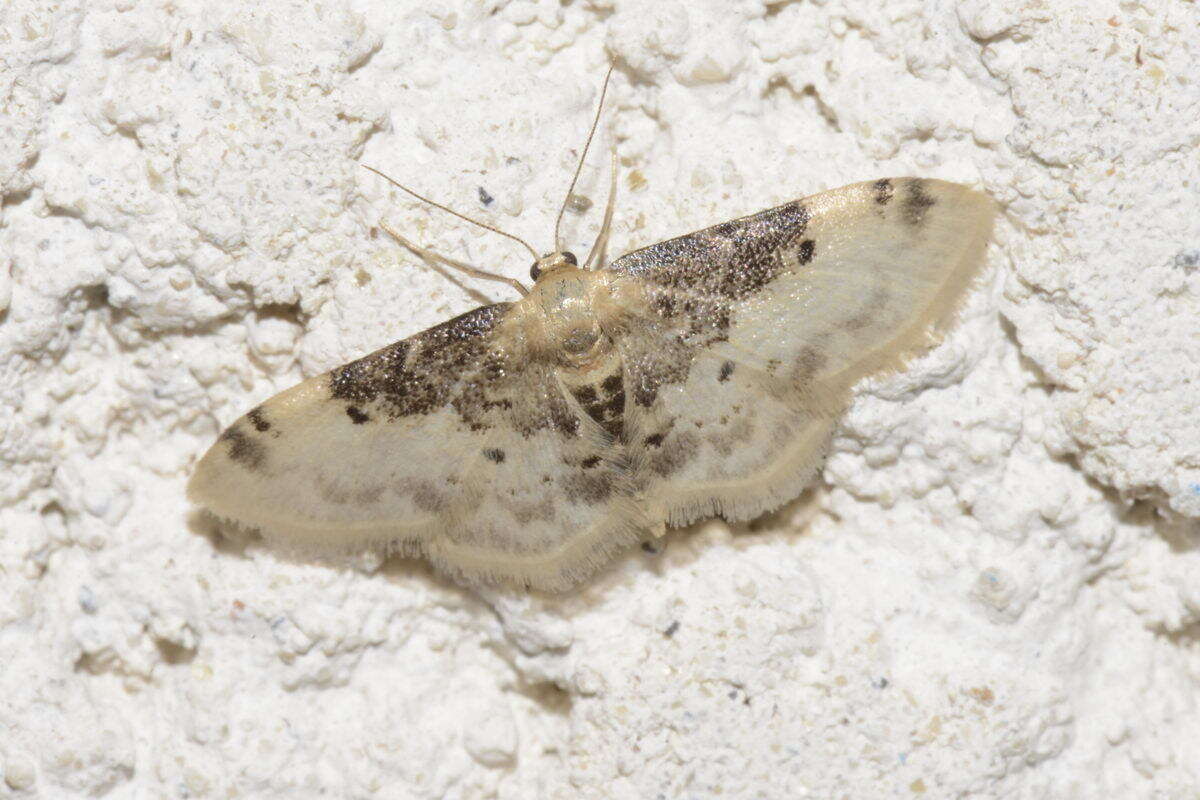 Image of Idaea filicata Hübner 1798