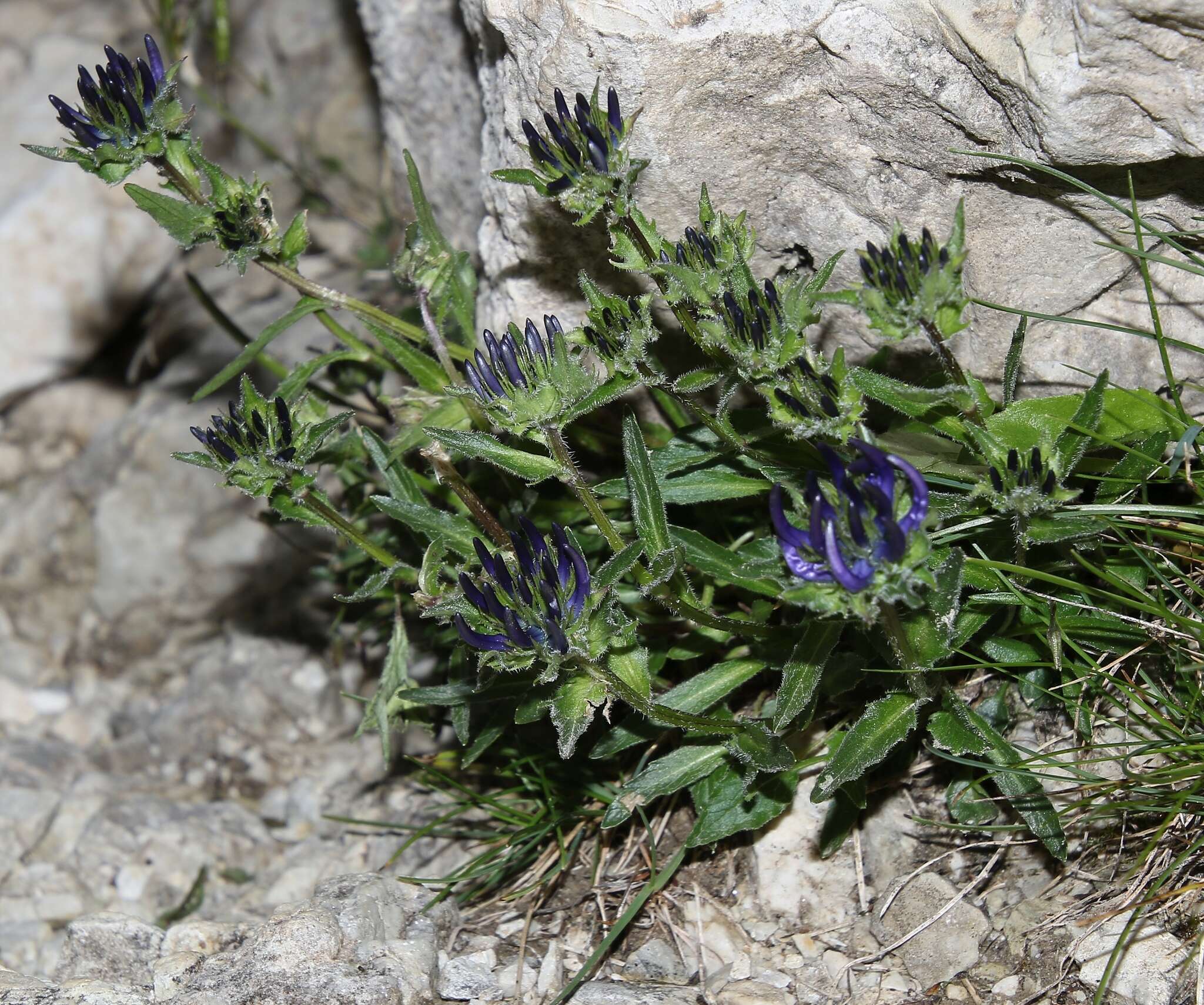 Image of Horned Rampion