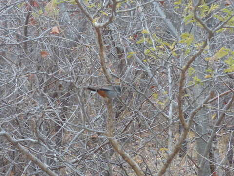 Image of Chestnut-vented Warbler