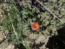 Sivun Sphaeralcea ambigua var. rugosa (Kearney) Kearney kuva