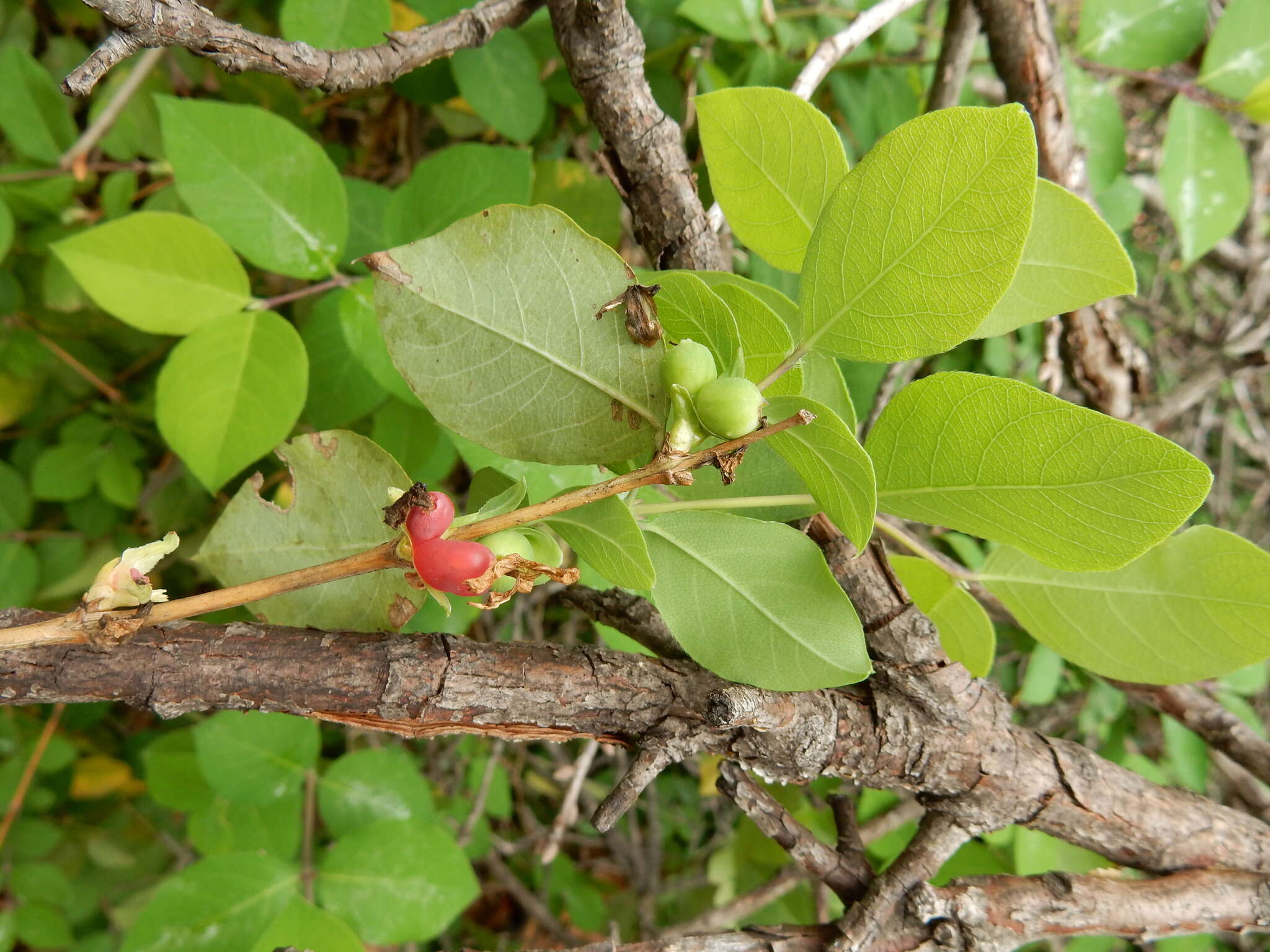 Imagem de Lonicera fragrantissima Lindl. & Paxt.