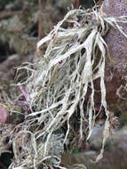 Image of farinose cartilage lichen