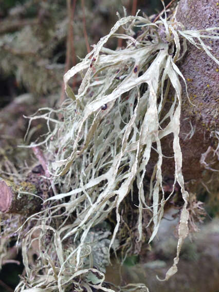 Ramalina farinacea (L.) Ach.的圖片