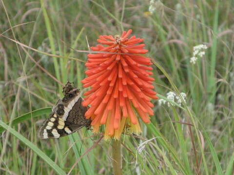 Image of Common red hot poker