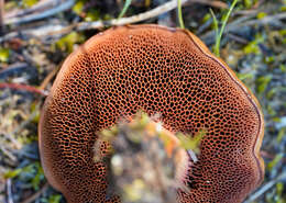 Image of Chalciporus piperatoides (A. H. Sm. & Thiers) T. J. Baroni & Both 1991