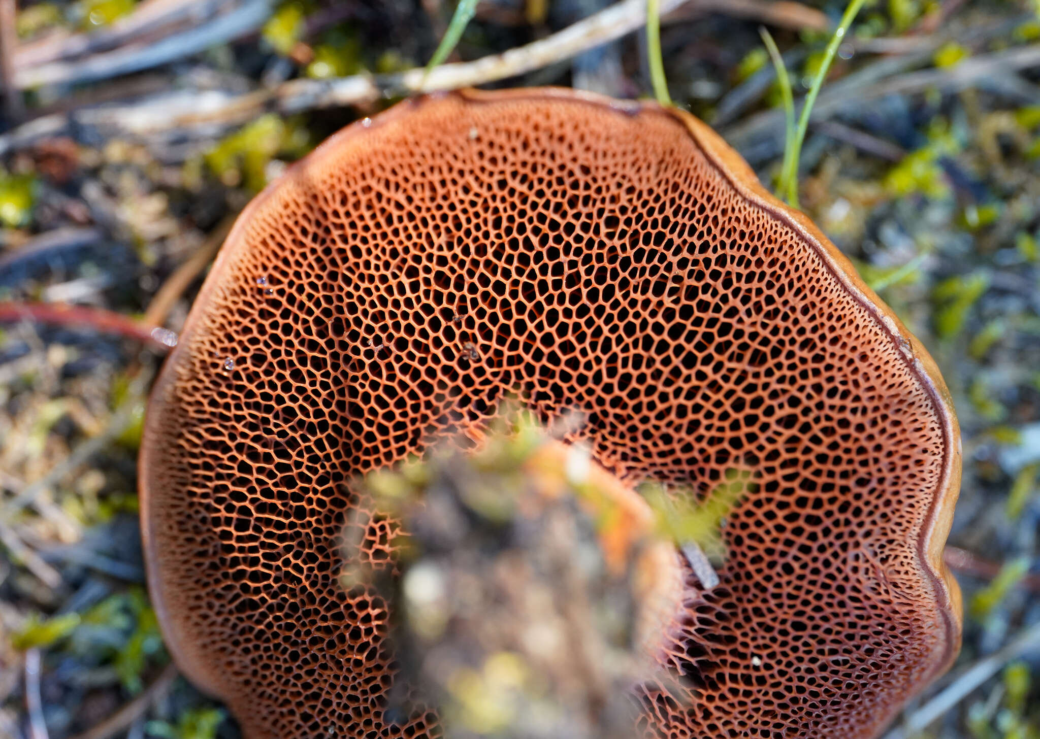 Image of Chalciporus piperatoides (A. H. Sm. & Thiers) T. J. Baroni & Both 1991