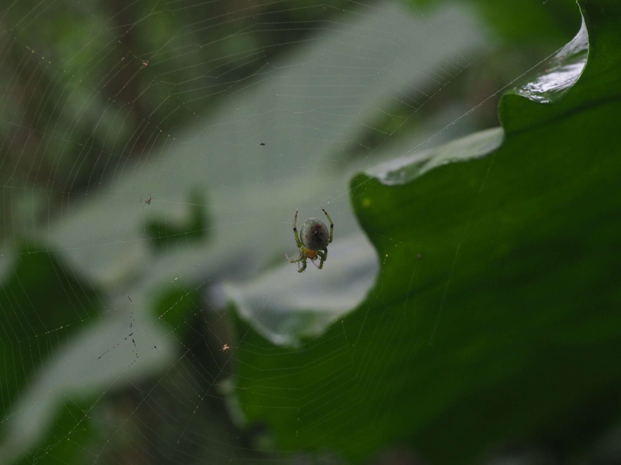 Image of Aoaraneus pentagrammicus