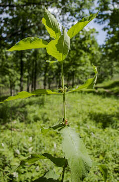 صورة Triosteum perfoliatum L.