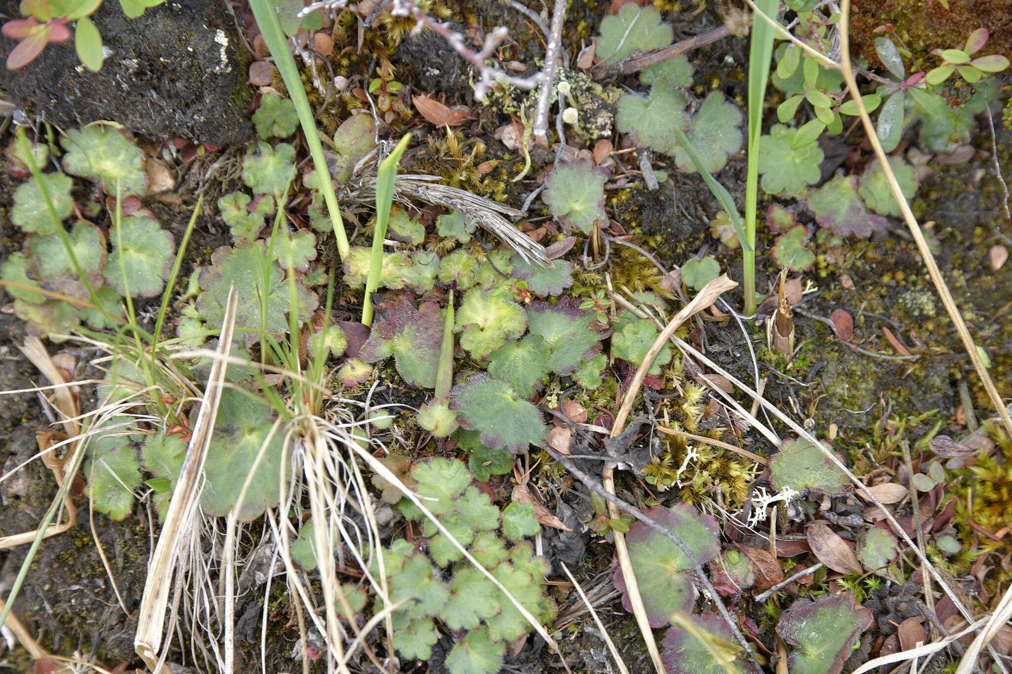 Image of Porsild's Pseudosaxifrage