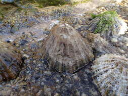 Image of Common limpet