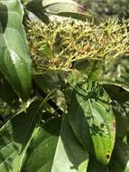 Image of Largeleaf Dogwood