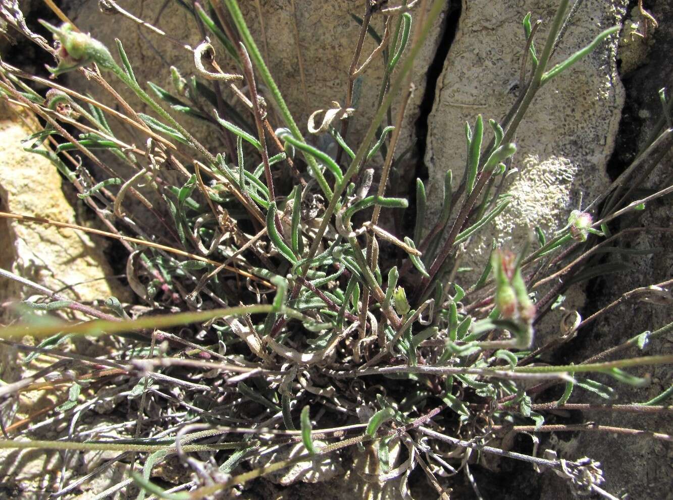 Image of Campanula daghestanica Fomin