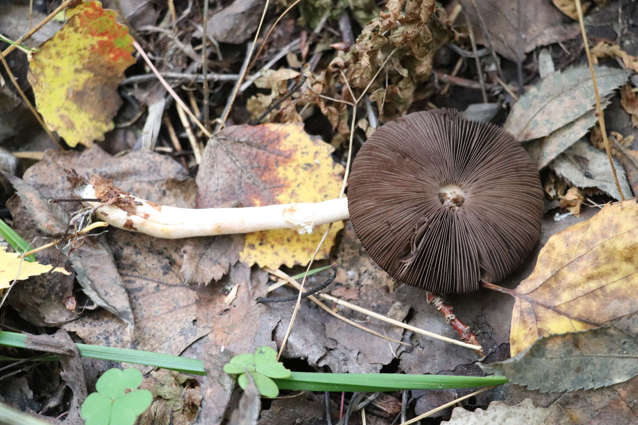 Image of Rosy Wood Mushroom