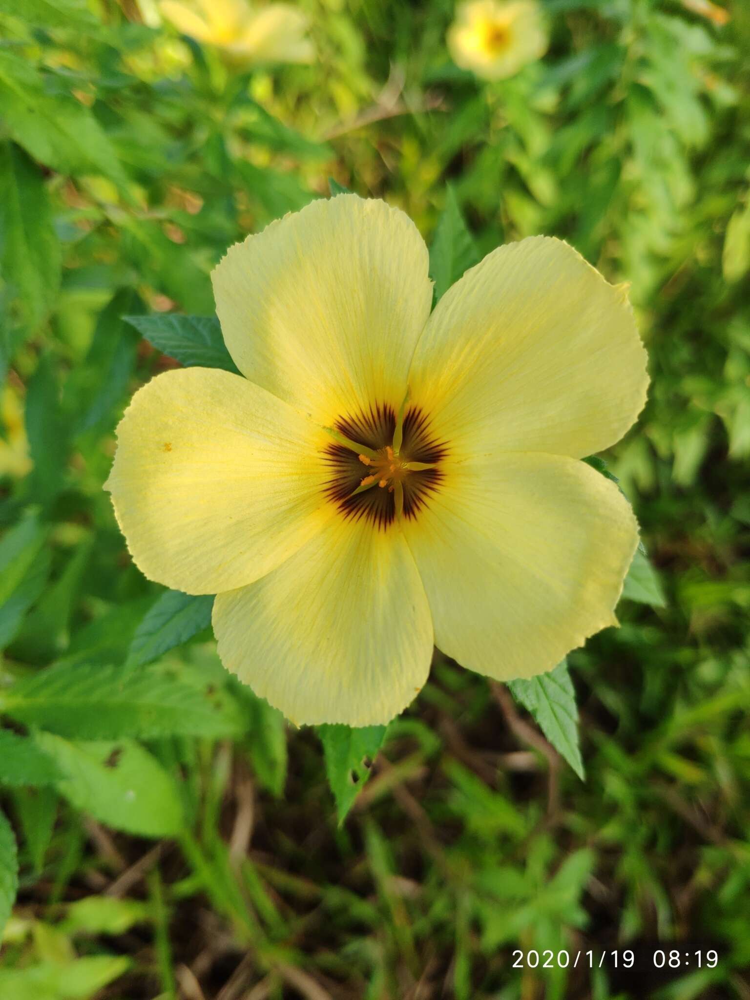 Image of Politician's Flower