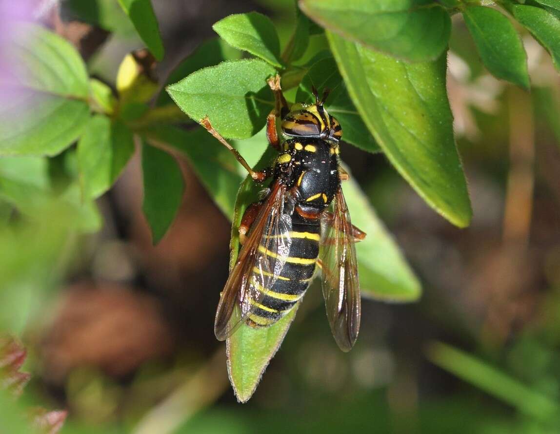 Image of Spilomyia diophthalma (Linnaeus 1758)