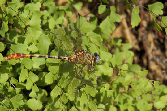 صورة Erpetogomphus designatus Hagen ex Selys 1858