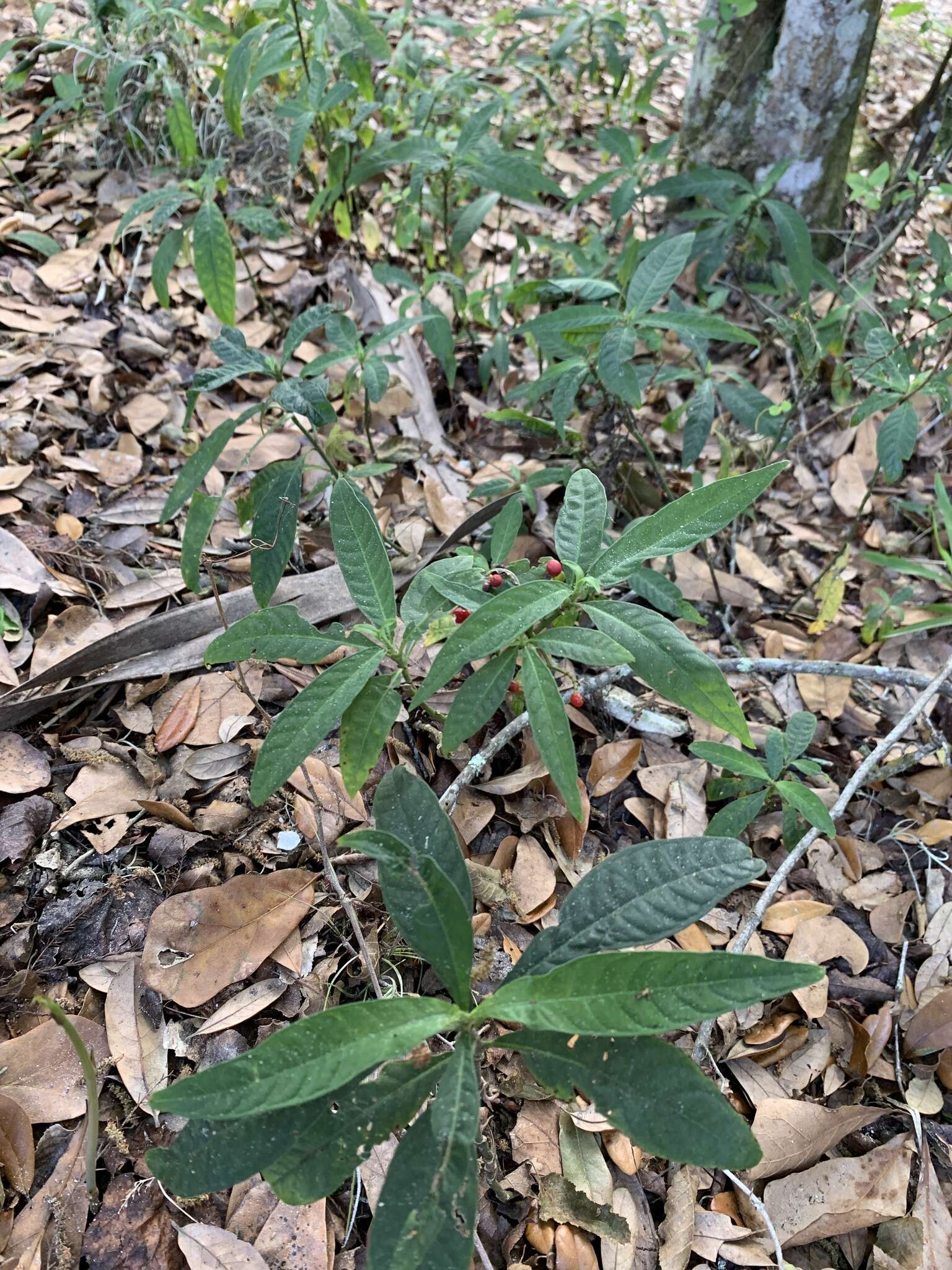 صورة Psychotria tenuifolia Sw.