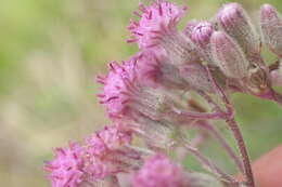 Plancia ëd Senecio purpureus L.