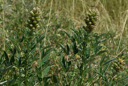 Crotalaria goreensis Guill. & Perr. resmi