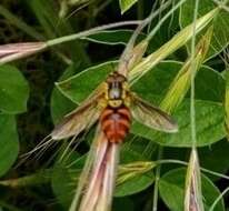 Chrysotoxum triarcuatum Macquart 1839 resmi