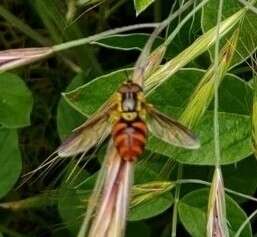 Chrysotoxum triarcuatum Macquart 1839 resmi