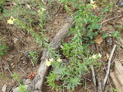 Plancia ëd Lithospermum cobrense Greene