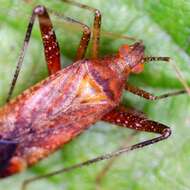 Image of Phytocoris ulmi (Linnaeus 1758)