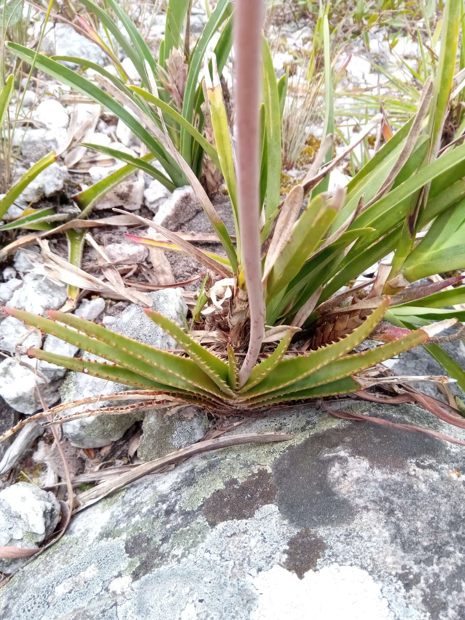 Image of Aloe compressa H. Perrier