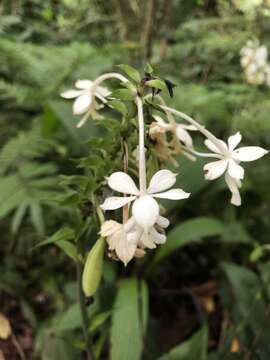 Image of Christmas orchid