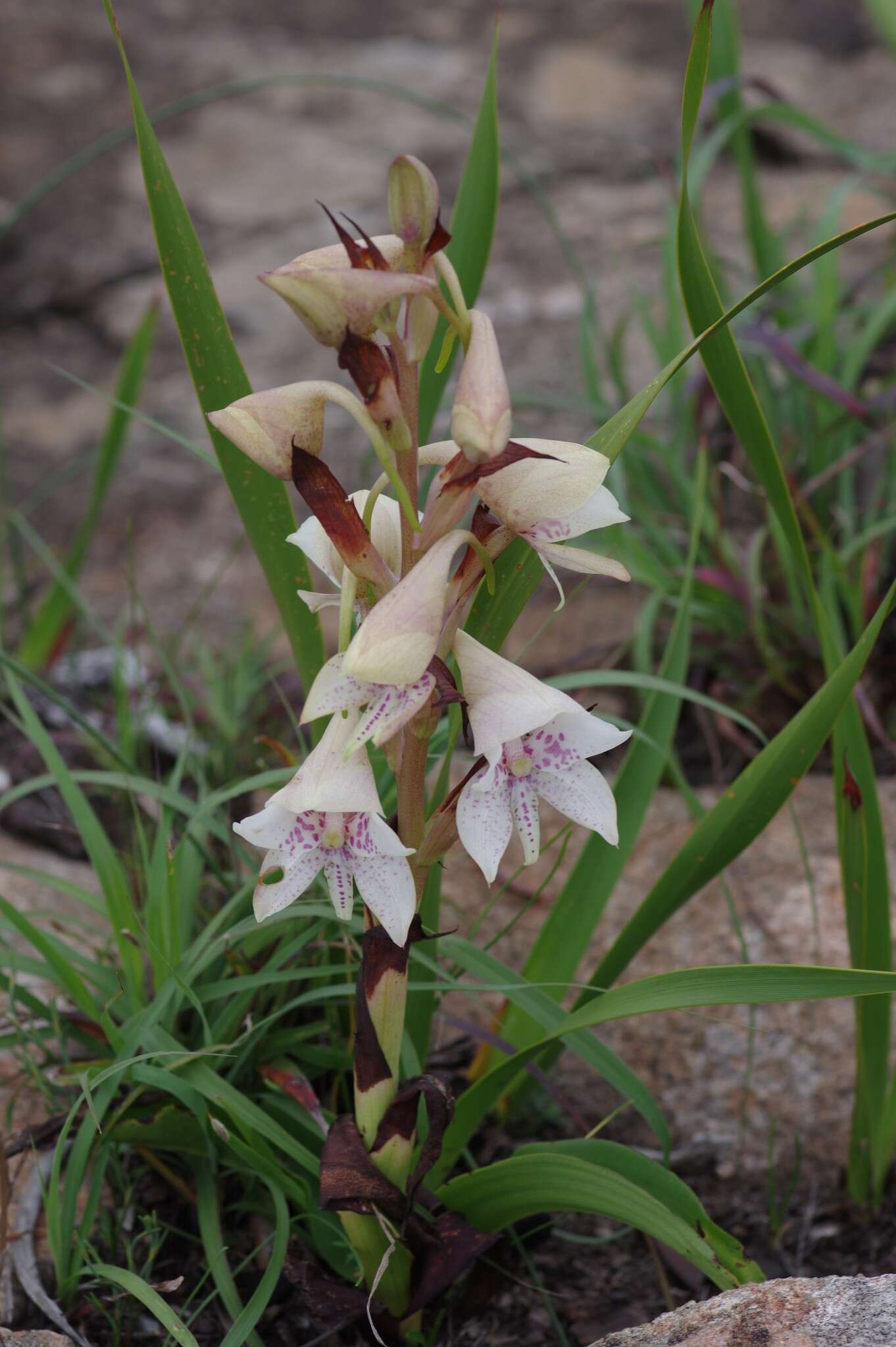 Image of Disa crassicornis Lindl.