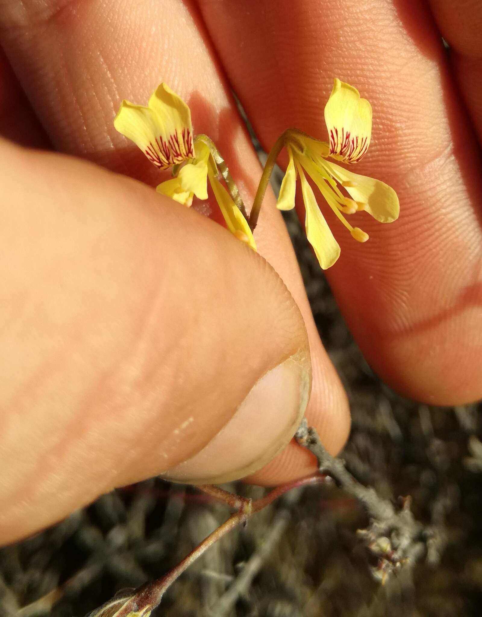 Pelargonium karooicum Compton & Barnes resmi