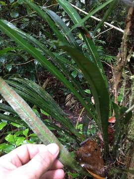 Sivun Asplenium simplicifrons F. Muell. kuva