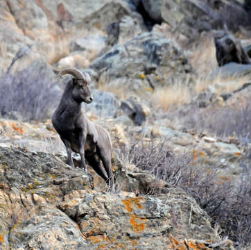 Imagem de Ovis canadensis canadensis Shaw 1804