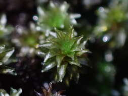 Image of blackmat splashzone moss