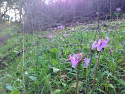 Imagem de Dodecatheon hendersonii subsp. hendersonii