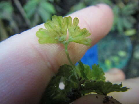 Image of Hymenophytaceae