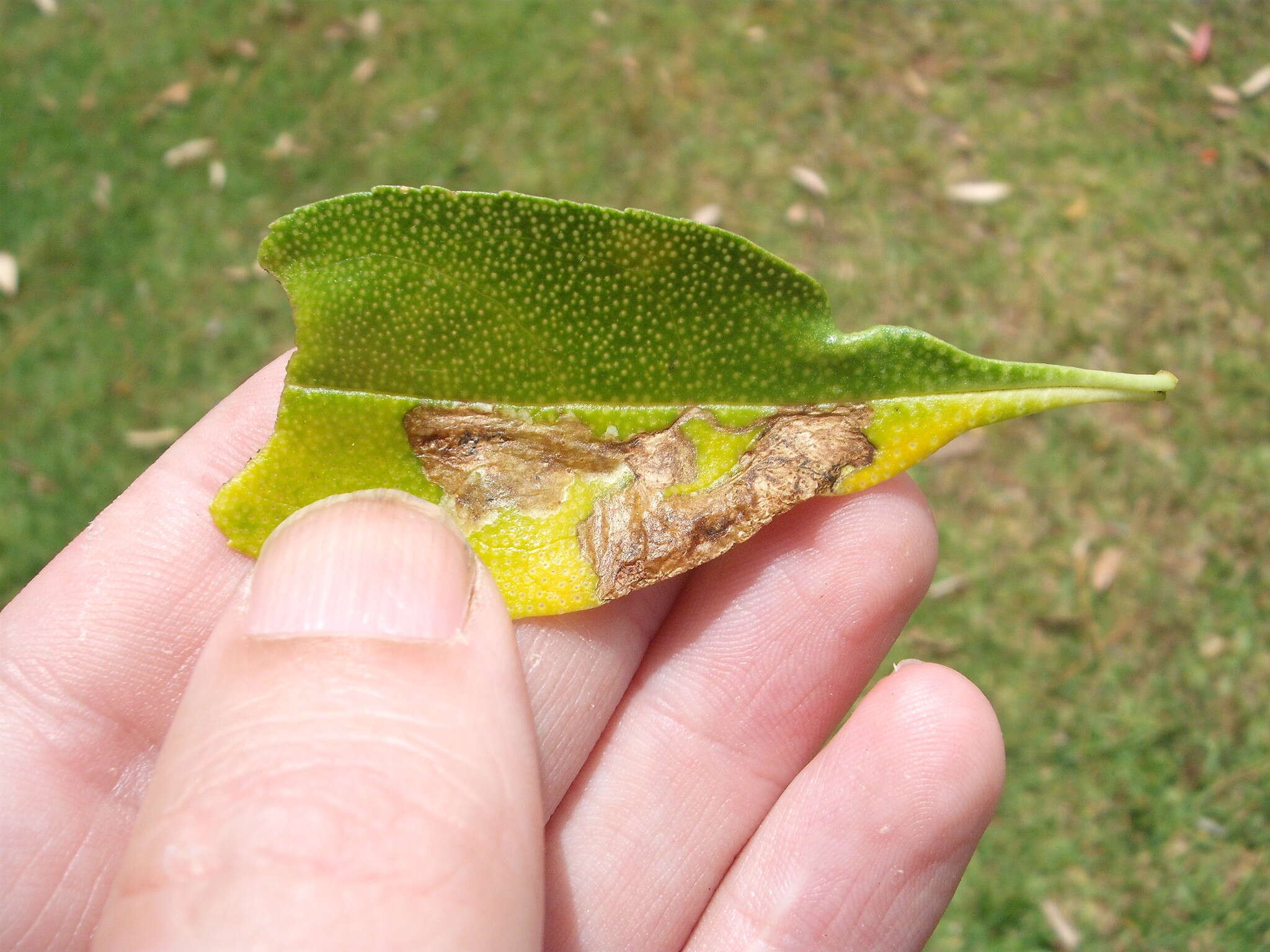 Image of Liriomyza citreifemorata (Watt 1923)