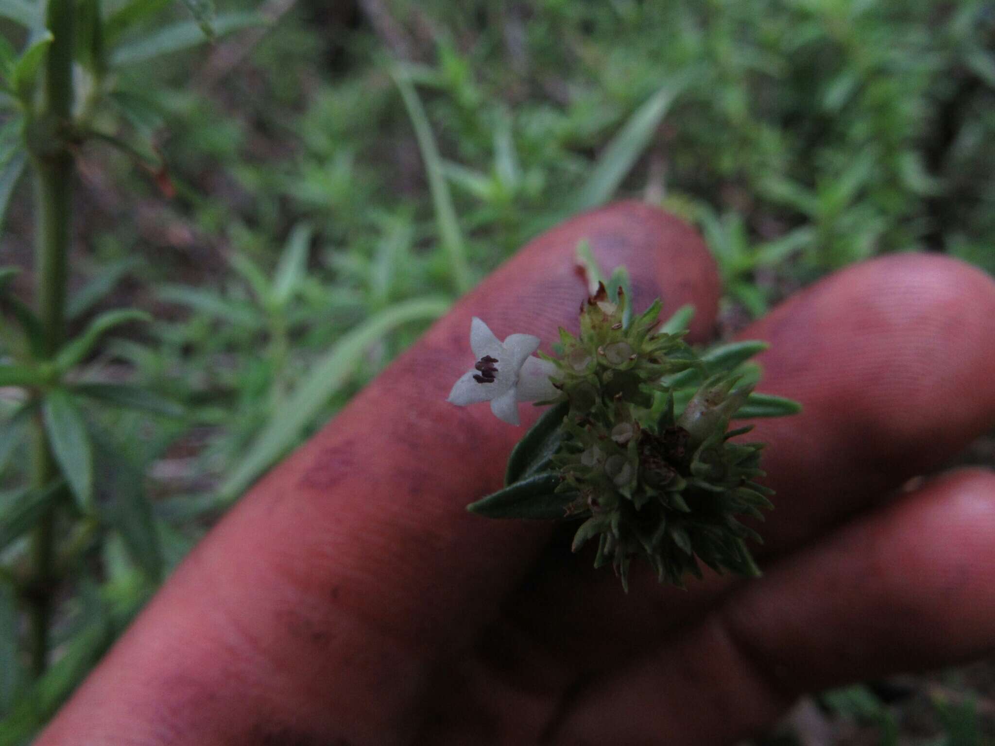 Image de Galianthe bogotensis (Willd.) E. L. Cabral & Bacigalupo