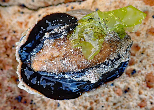 Image of silver abalone