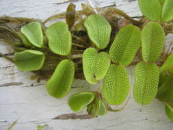 Image of floating watermoss