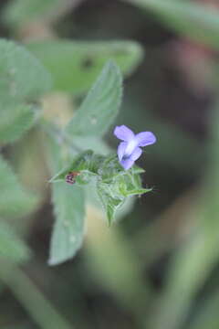 Image of Salvia hirsuta Jacq.