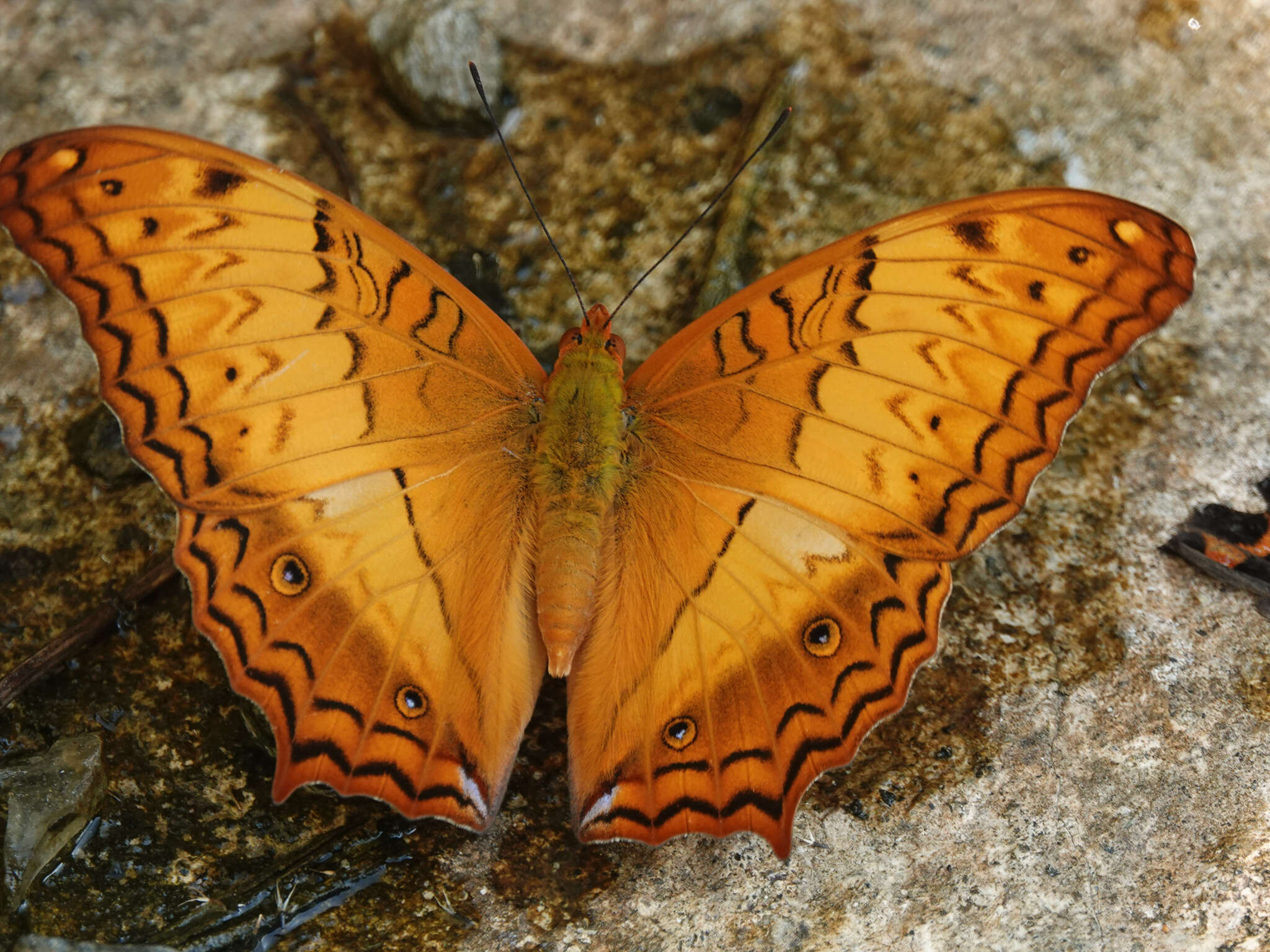 Vindula erota Fabricius 1793 resmi