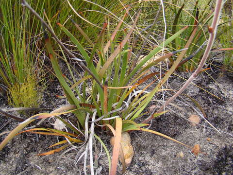 Image of Dilatris pillansii W. F. Barker