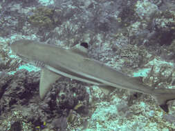 Image de Requin à pointes noires